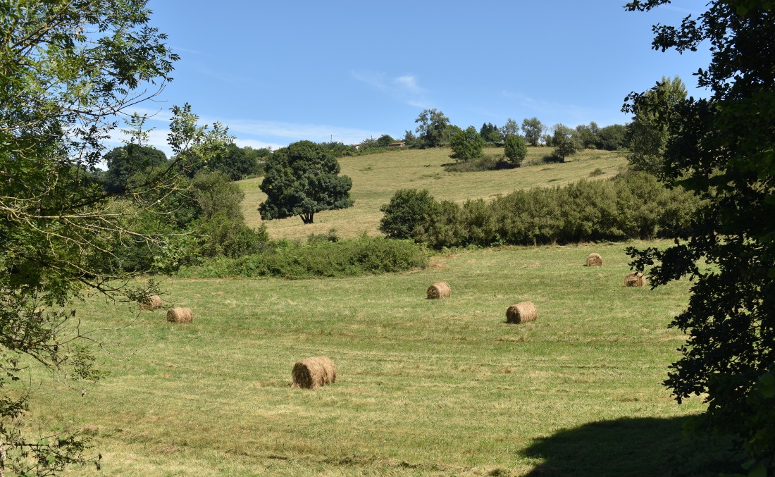 Alpacas de hierba en la senda Oviedo Fuso de La Reina