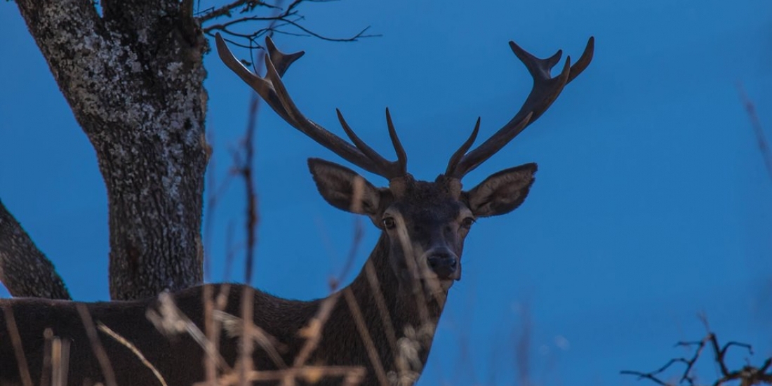 Berrea del ciervo en el entorno del valle de Las Caldas